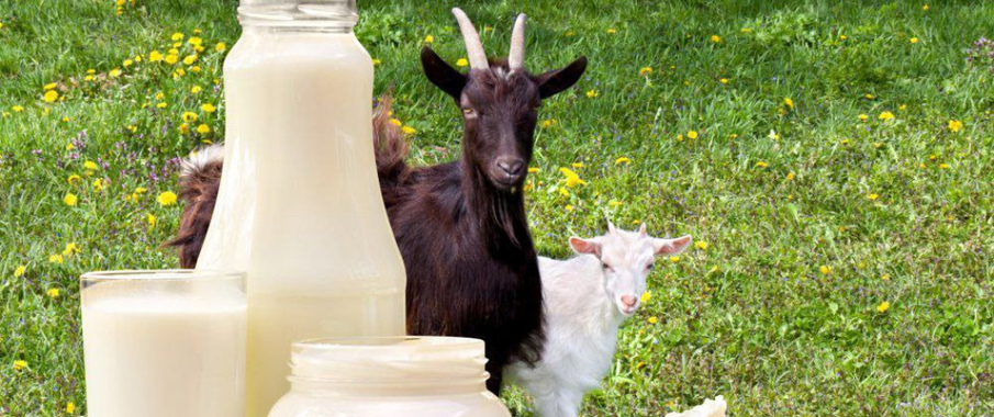 Козье молоко: продукт, сохраняющий здоровье и молодость