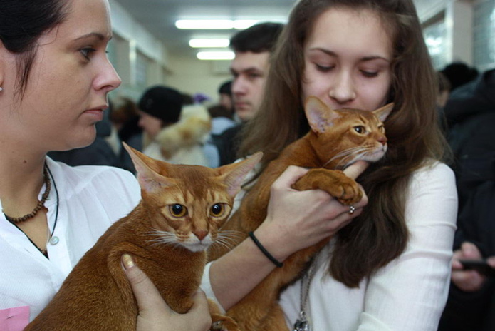 Кошачий бенефис (+фото)