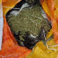 Более 7 килограмм марихуаны изъяли полицейские у восточноказахстанца